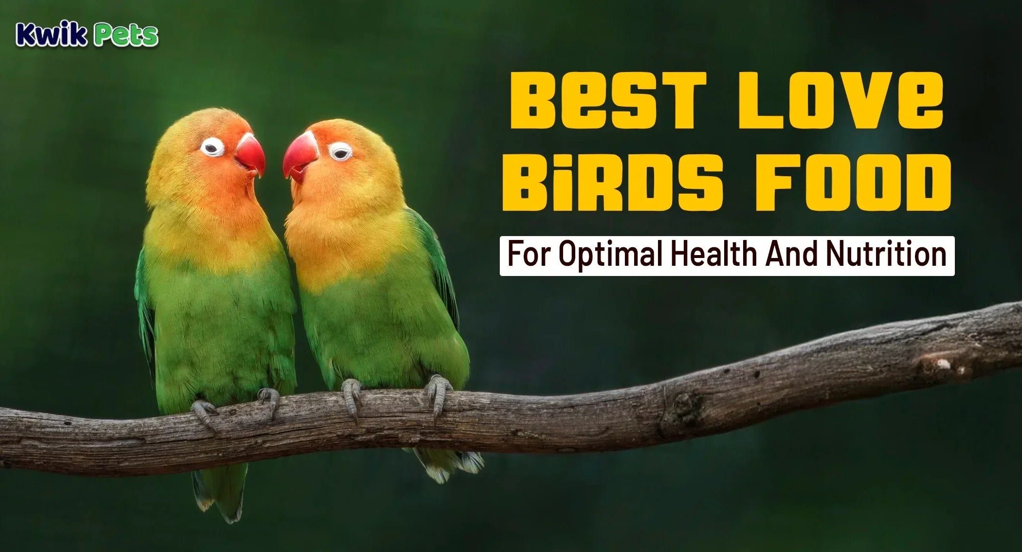 How to Look After Lovebirds 