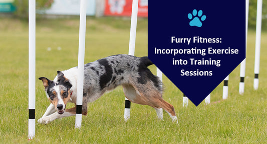Enhance your furry friend's fitness with dog training supplies.
