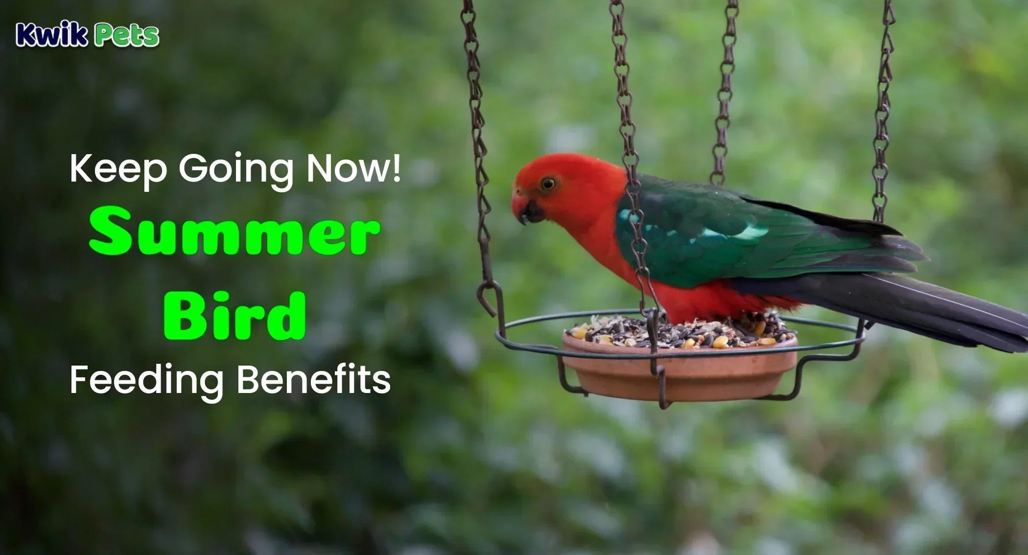 Do Birds Stop Coming to Feeders in Summer? Surprising Truths Revealed