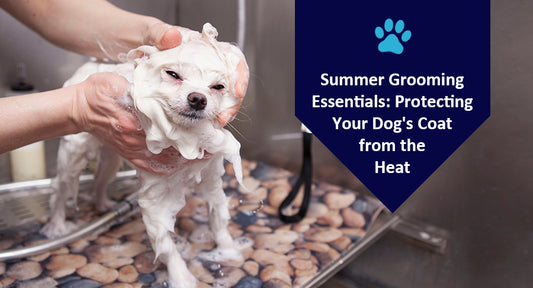 Best Summer Dog Grooming Supplies for Your Pet