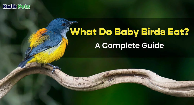 What Do Baby Birds Eat