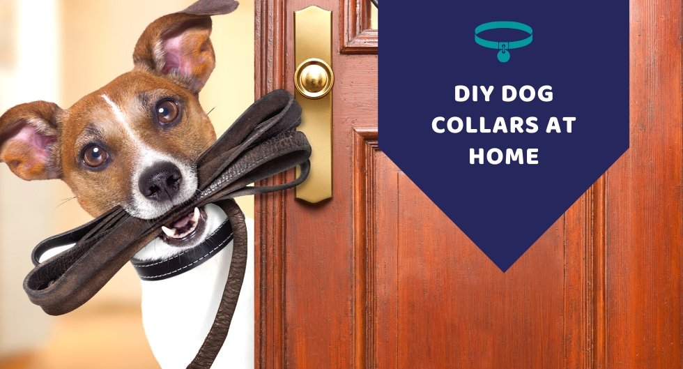 How To: DIY Dog Collars - Kwik Pets