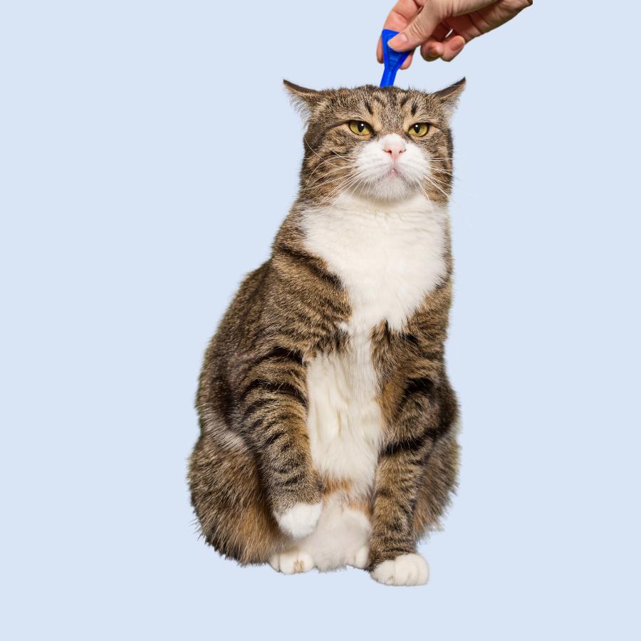 Flea & Tick Treatment For Cats | Kwik Pets