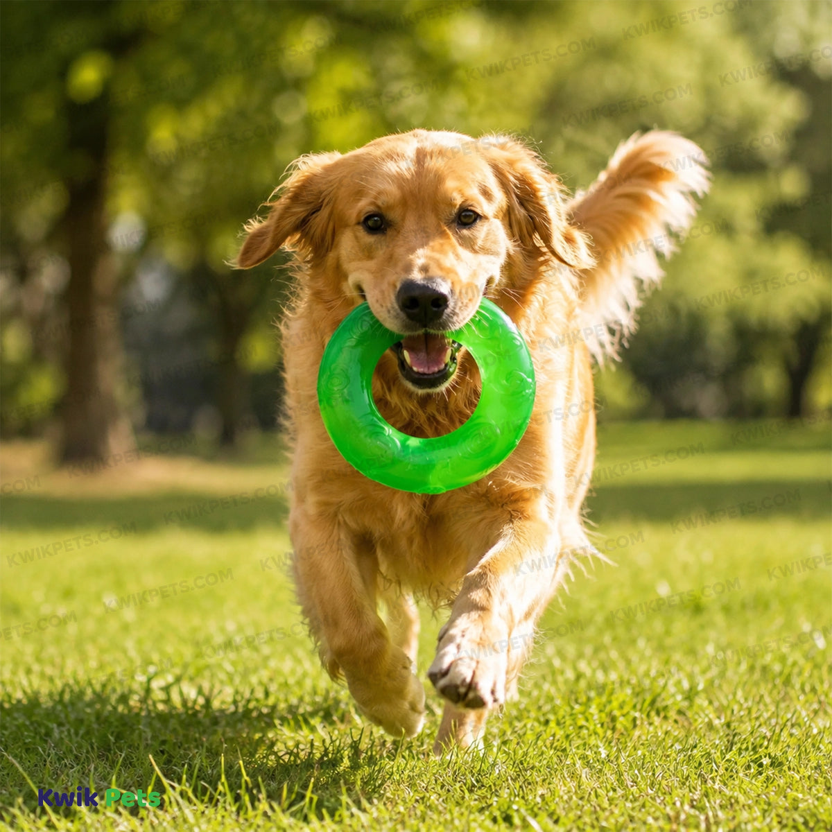 Lifestyle of KONG Squeezz Ring Dog Toy Assorted Large