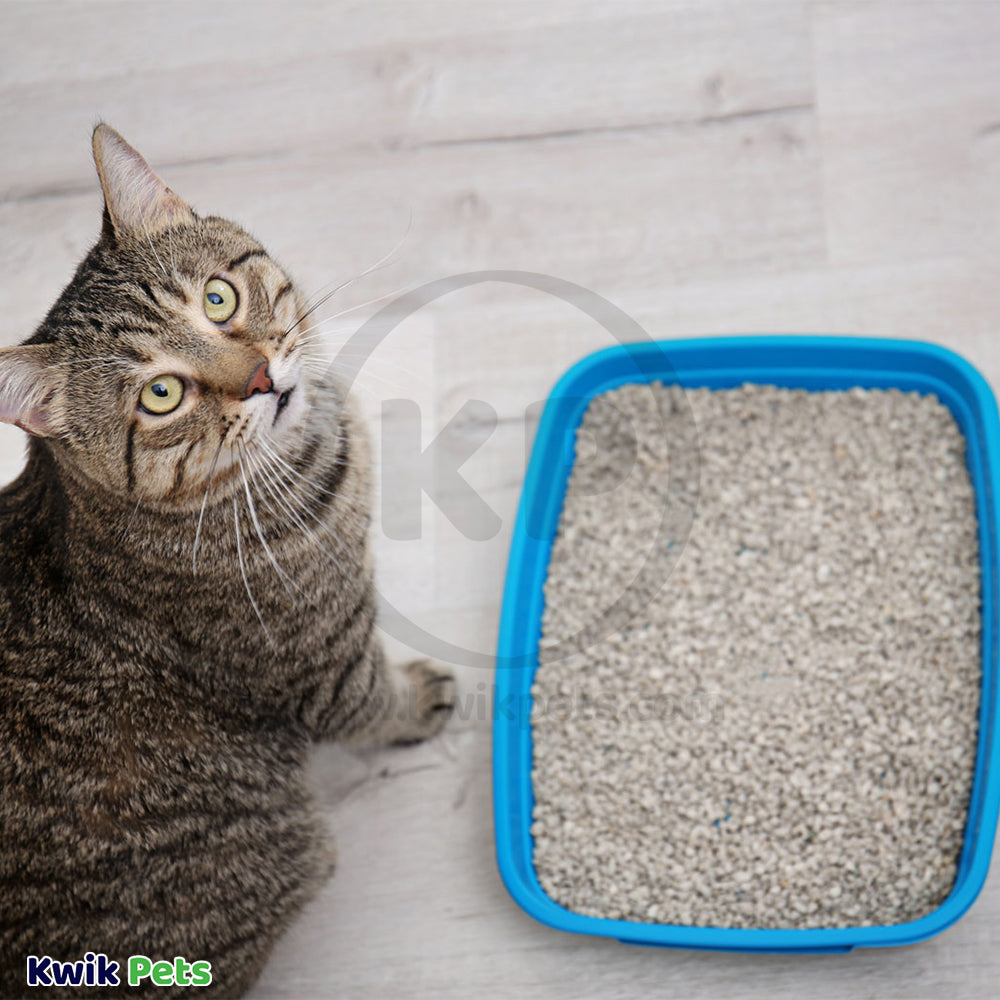 LifeStyle of Arm & Hammer Clump & Seal Fresh Home Complete Odor Sealing Cat Litter 14-lb