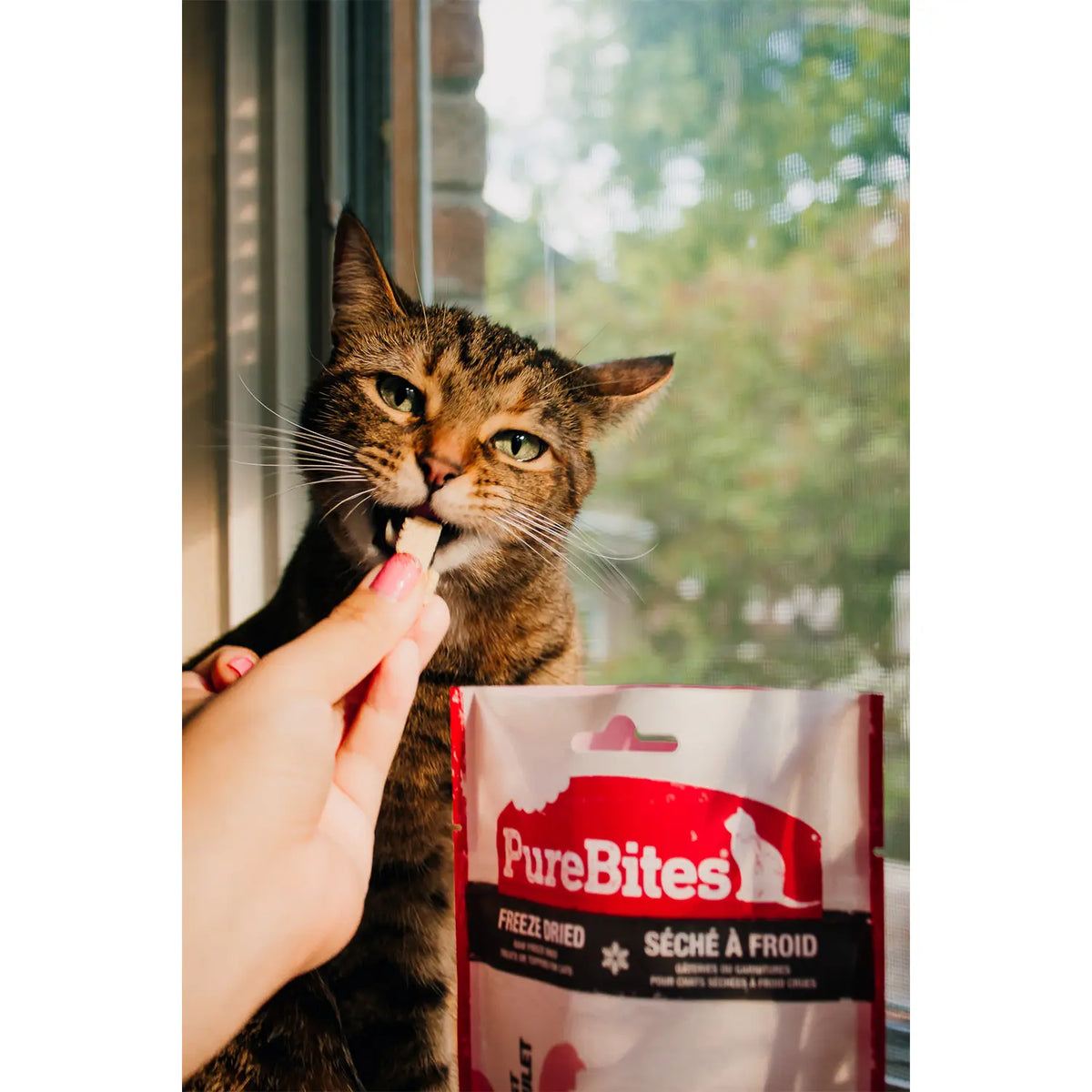 LifeStyle 2 of PureBites Chicken Breast Freeze-Dried Cat Treats 1.09-oz