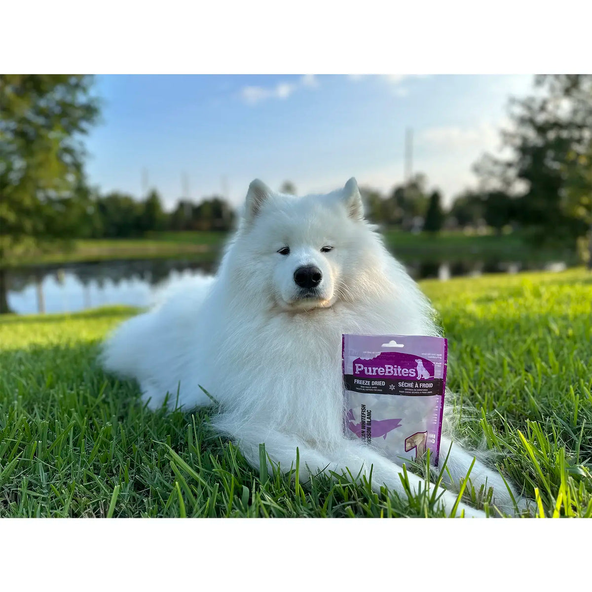 LifeStyle 3 of PureBites Ocean Whitefish Freeze-Dried Pure Dog Treats 1.8-oz