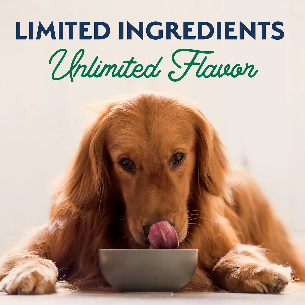 LifeStyle of Natural Balance Pet Foods Limited Ingredient Canned Dog Food Lamb & Brown Rice 13-oz
