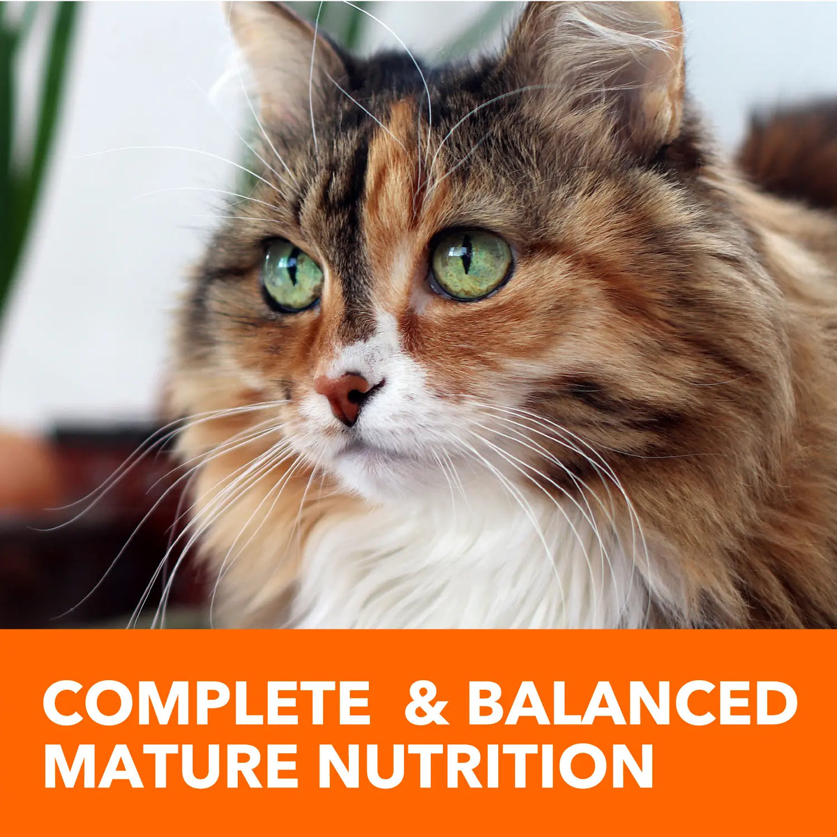 LifeStyle of IAMS Proactive Health Senior Dry Cat Food Chicken 16-lb