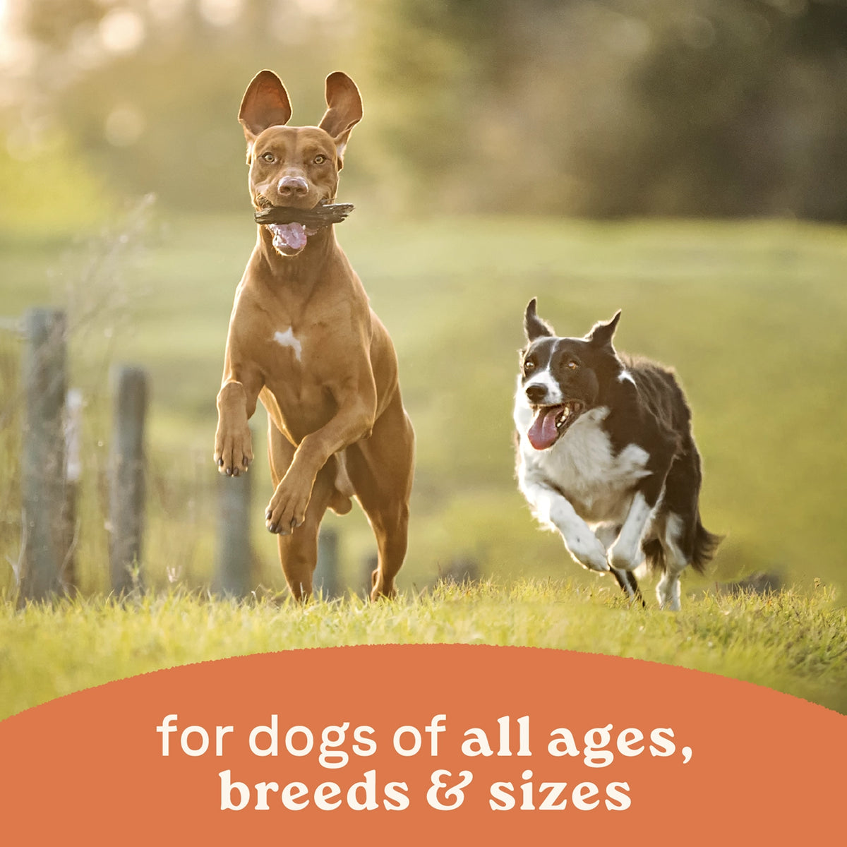 LifeStyle of CANIDAE All Life Stages Canned Dog Food Lamb & Rice 13-oz