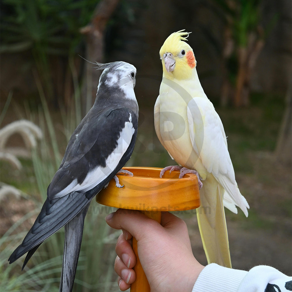 LifeStyle of Higgins inTune Harmony Conure & Cockatiel Bird Food 2-lb