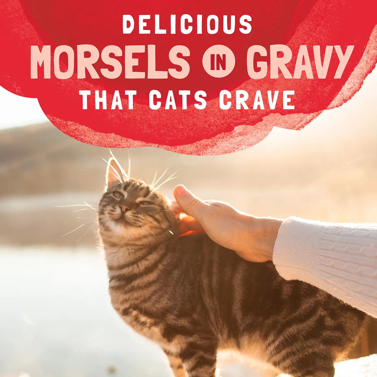 LifeStyle of Natural Balance Pet Foods Original Ultra Platefulls Morsels in Gravy Wet Cat Food Salmon Tuna & Crab 3-oz