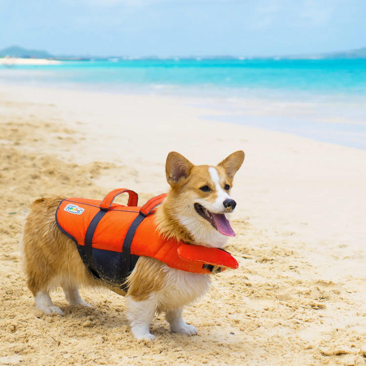LifeStyle of Outward Hound Granby Ripstop Dog Life Jacket Orange Extra Large