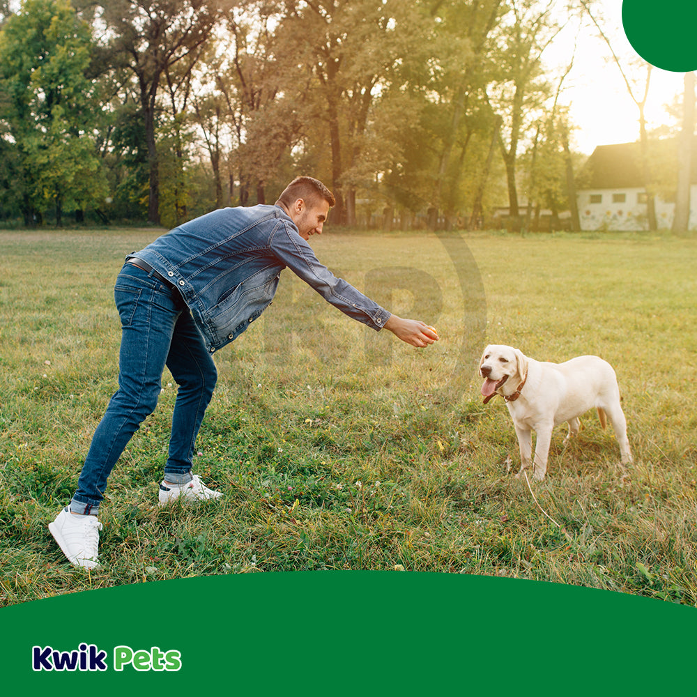 Lifestyle of TropiClean Fresh Breath Oral Care Water Additive Plus Hip & Joint for Dogs 33.8-oz