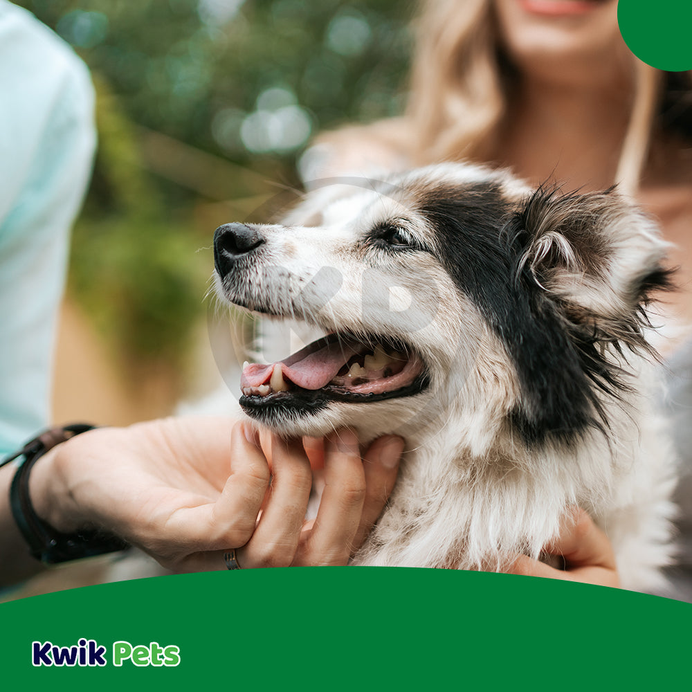 Lifestyle of TropiClean Fresh Breath Oral Care Water Additive Plus Hip & Joint for Dogs 16-oz