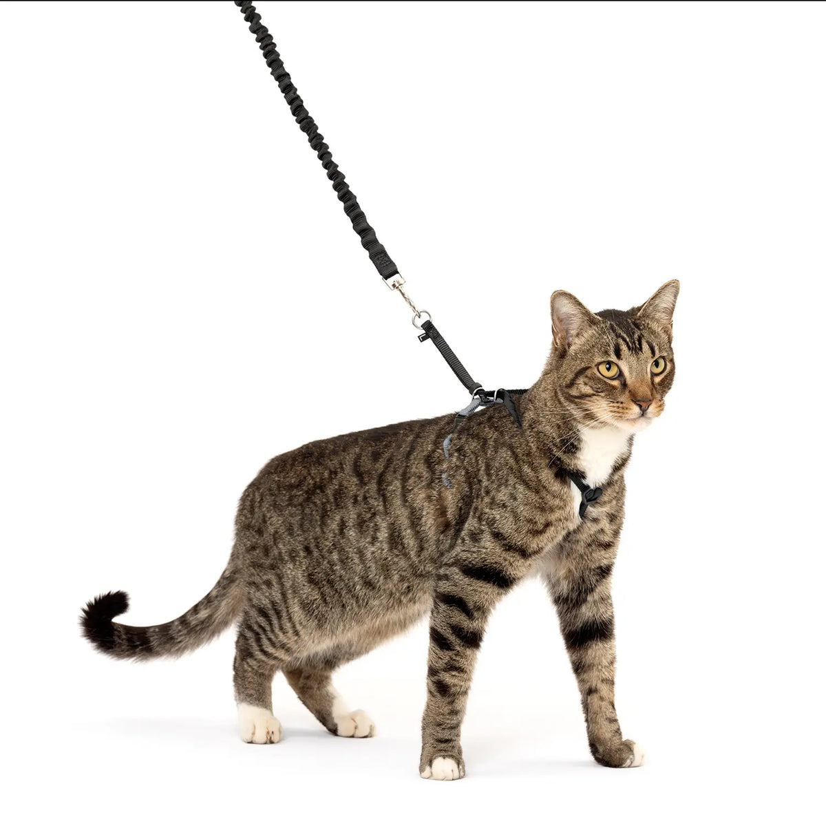 PetSafe Premier Come With Me Kitty Harness & Bungee Leash Combo Black/Silver Large, Kwik Pets