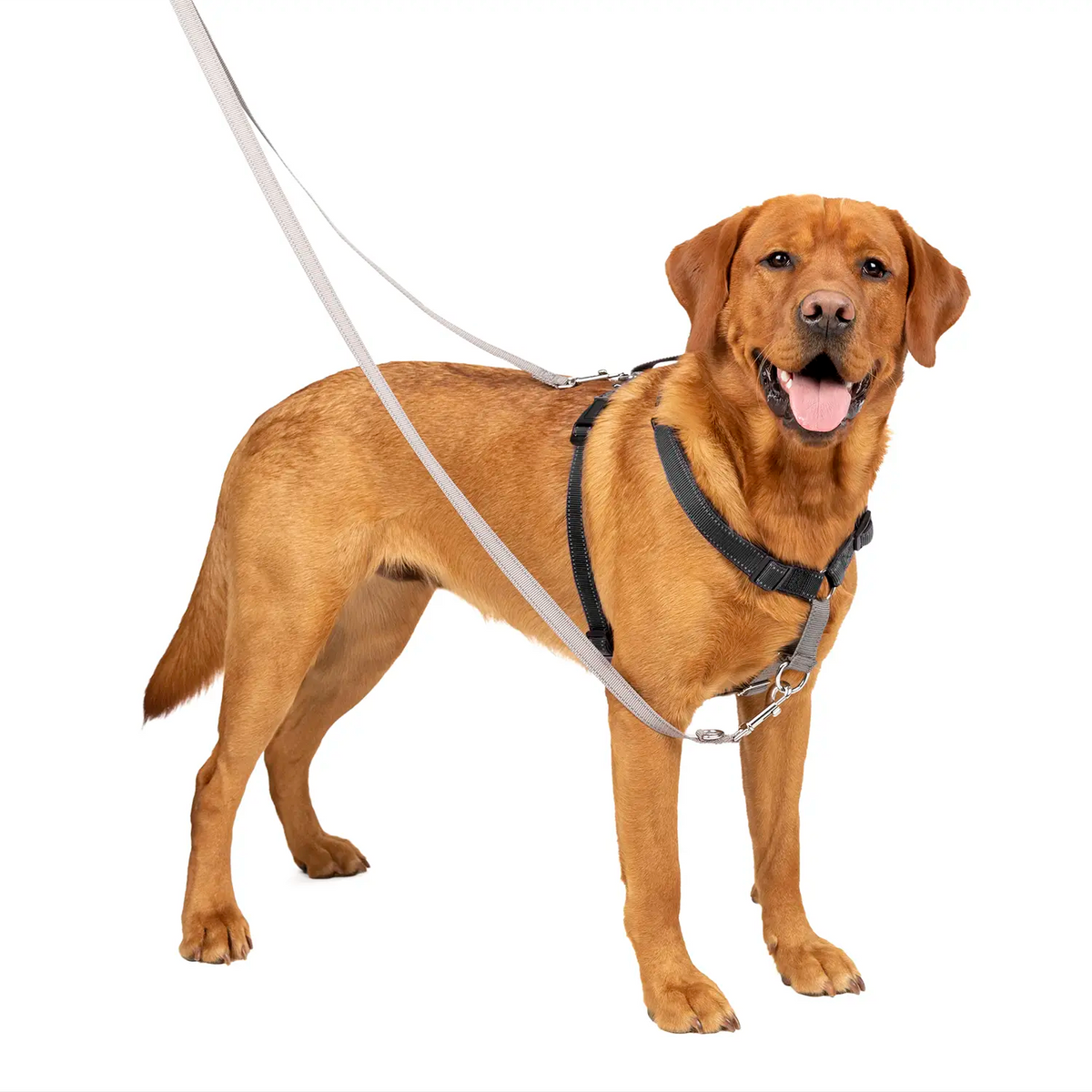 LifeStyle of PetSafe 3-in-1 Reflective Dog Harness with Car Control Strap Black Large