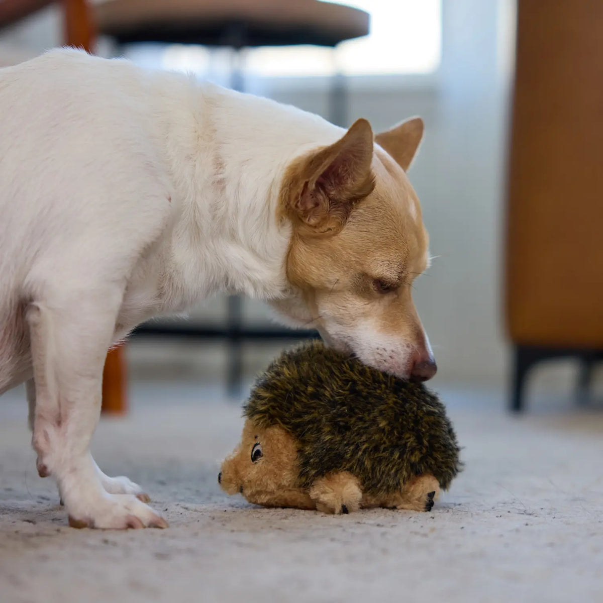 LifeStyle of Outward Hound Hedgehog Dog Toy Small