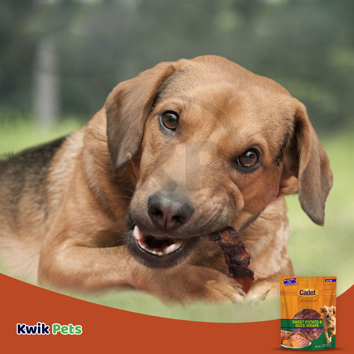 Cadet Gourmet Sweet Potato & Duck Wrapped Dog Treats 14-oz, Kwik Pets
