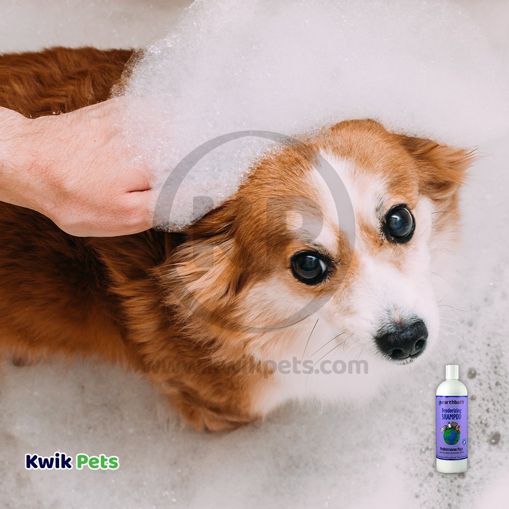 Dog Take Bath with Earthbath Deodorizing Shampoo Mediterranean Magic 16-oz
