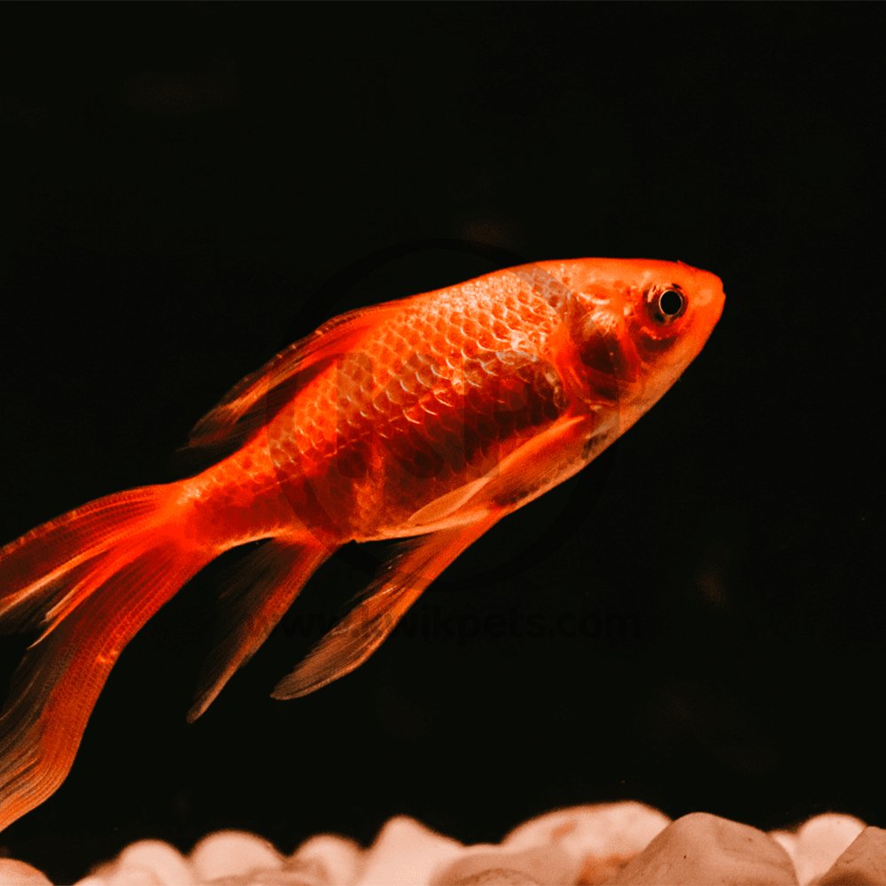 Hikari Goldfish Gold Baby Pellet 10.5-oz, Hikari