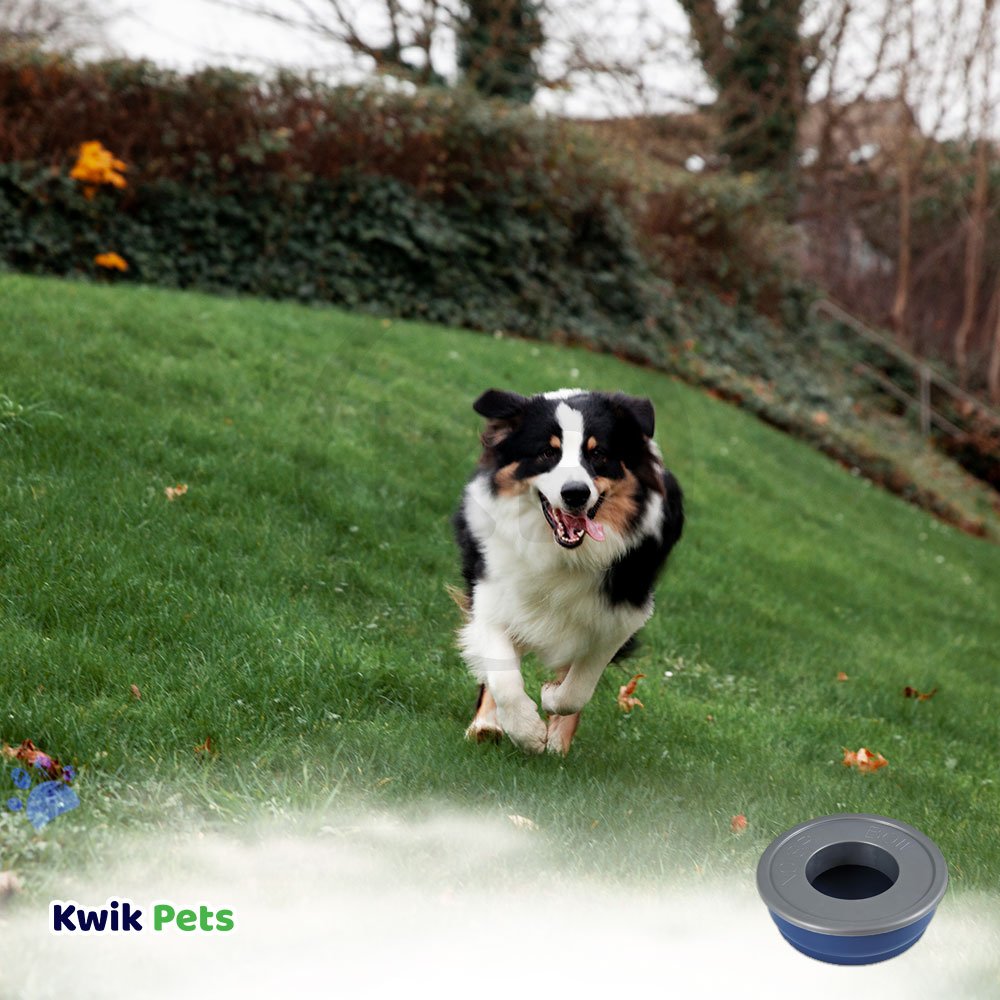 Dog-Image-Of-Petmate-No-Spill-Dog-Bowl-Blue-Medium