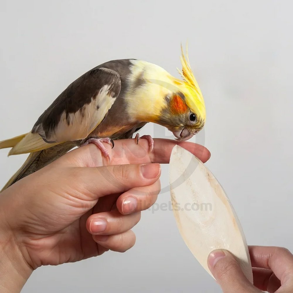 Living World Cuttlebone Bird Toy Medium 13.5-15 cm, Kwik Pets