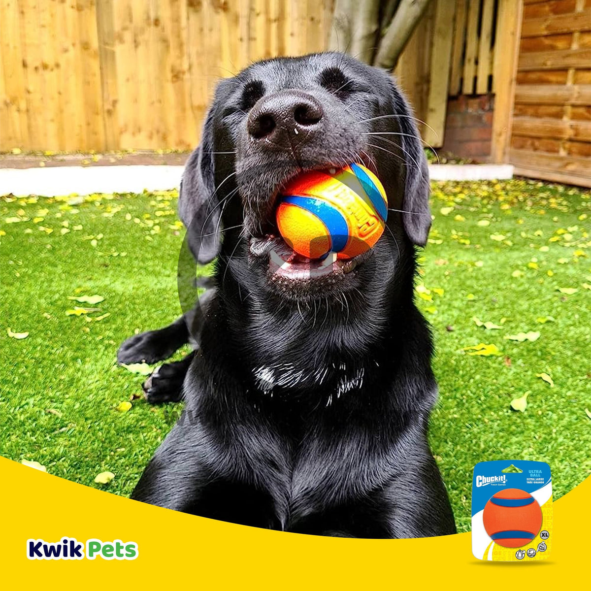 Dog Image of Chuckit! Ultra Ball Dog Toy Blue/Orange X-Large