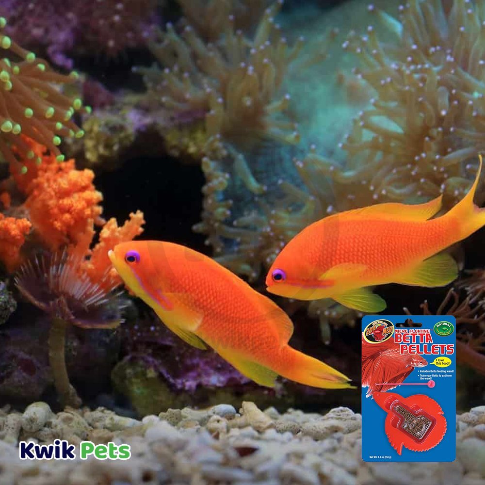 Zoo Med Micro Floating Betta Pellet Fish Food 0.15-oz, Kwik Pets