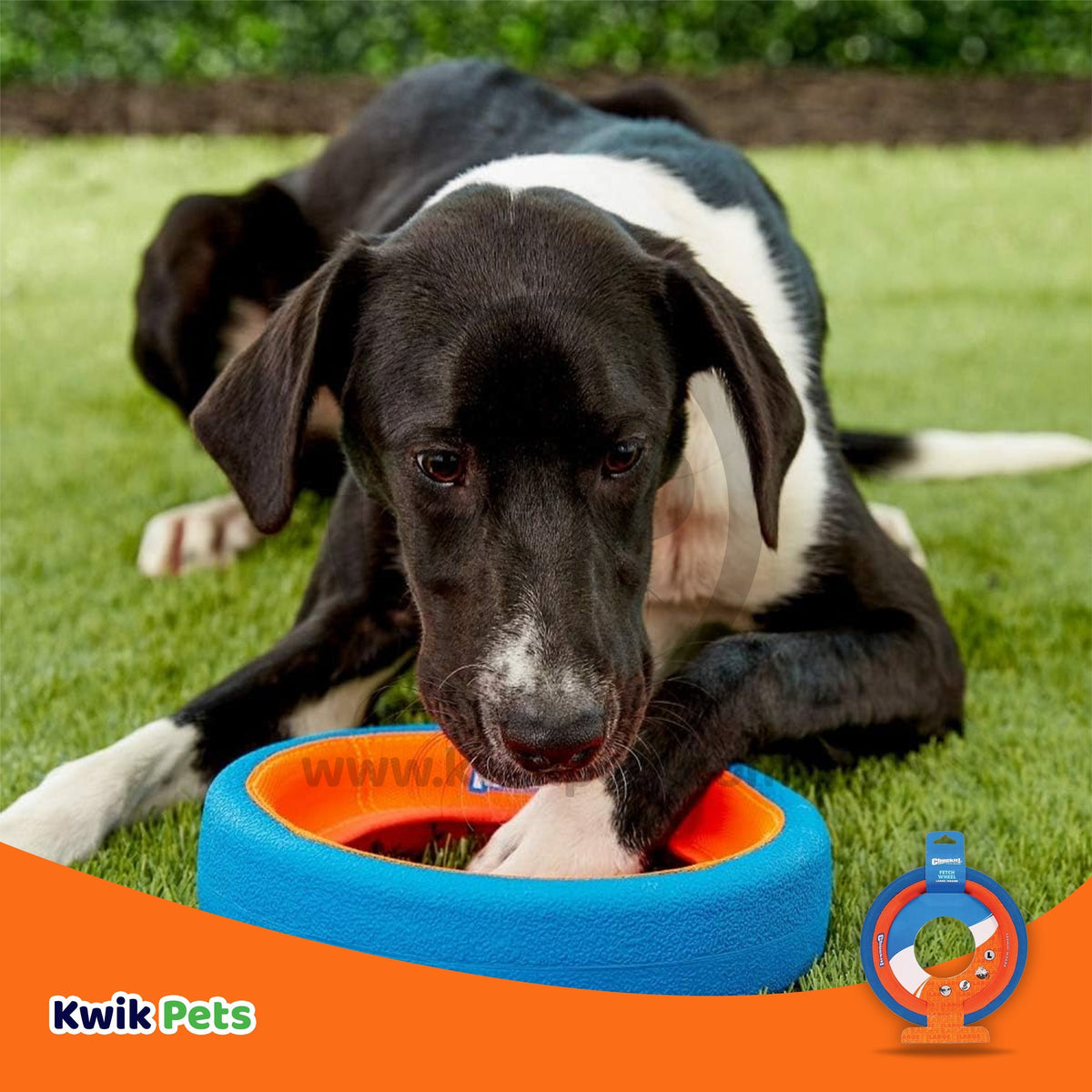 Dog Image of Chuckit! Fetch Wheel Dog Toy Blue/Orange Large