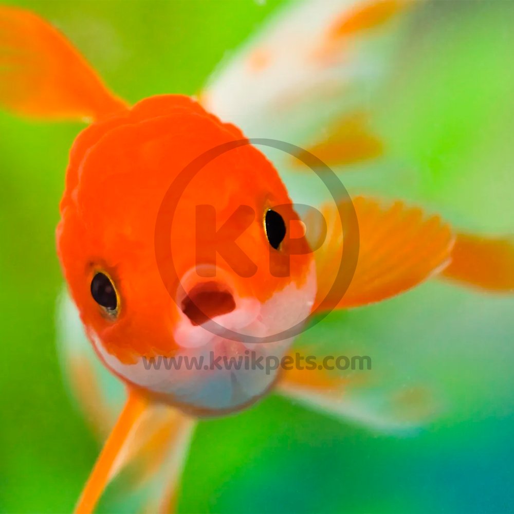 Hikari Sinking Goldfish Excel Fish Food 3.88-oz