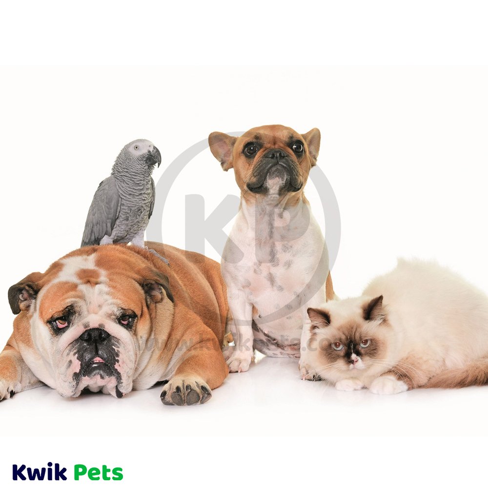 HomeoPet Anxiety Relief 15-ml, Kwik Pets
