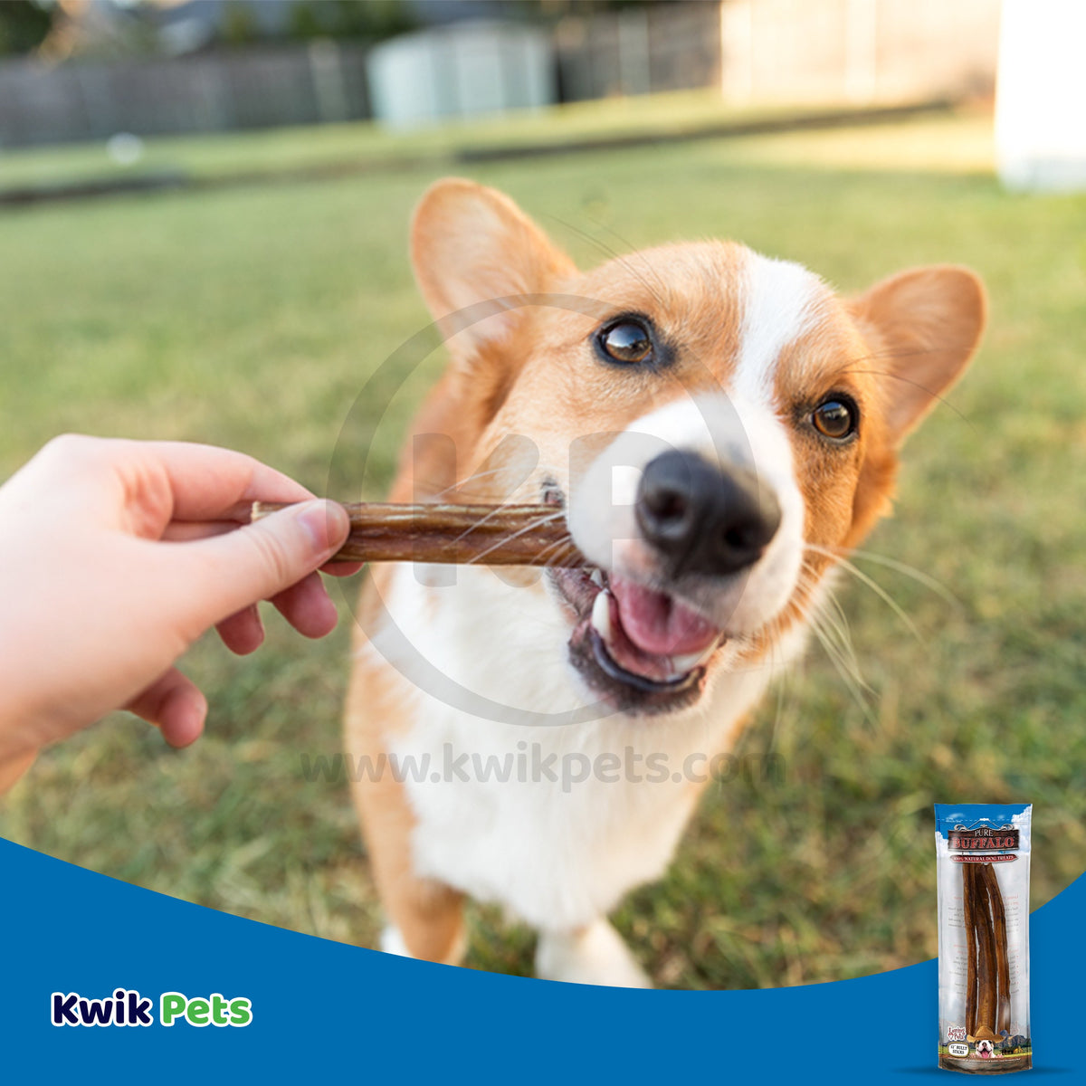Dog Image of Loving Pets Pure Buffalo Bully Sticks Dog Treat 12-in 3 Count