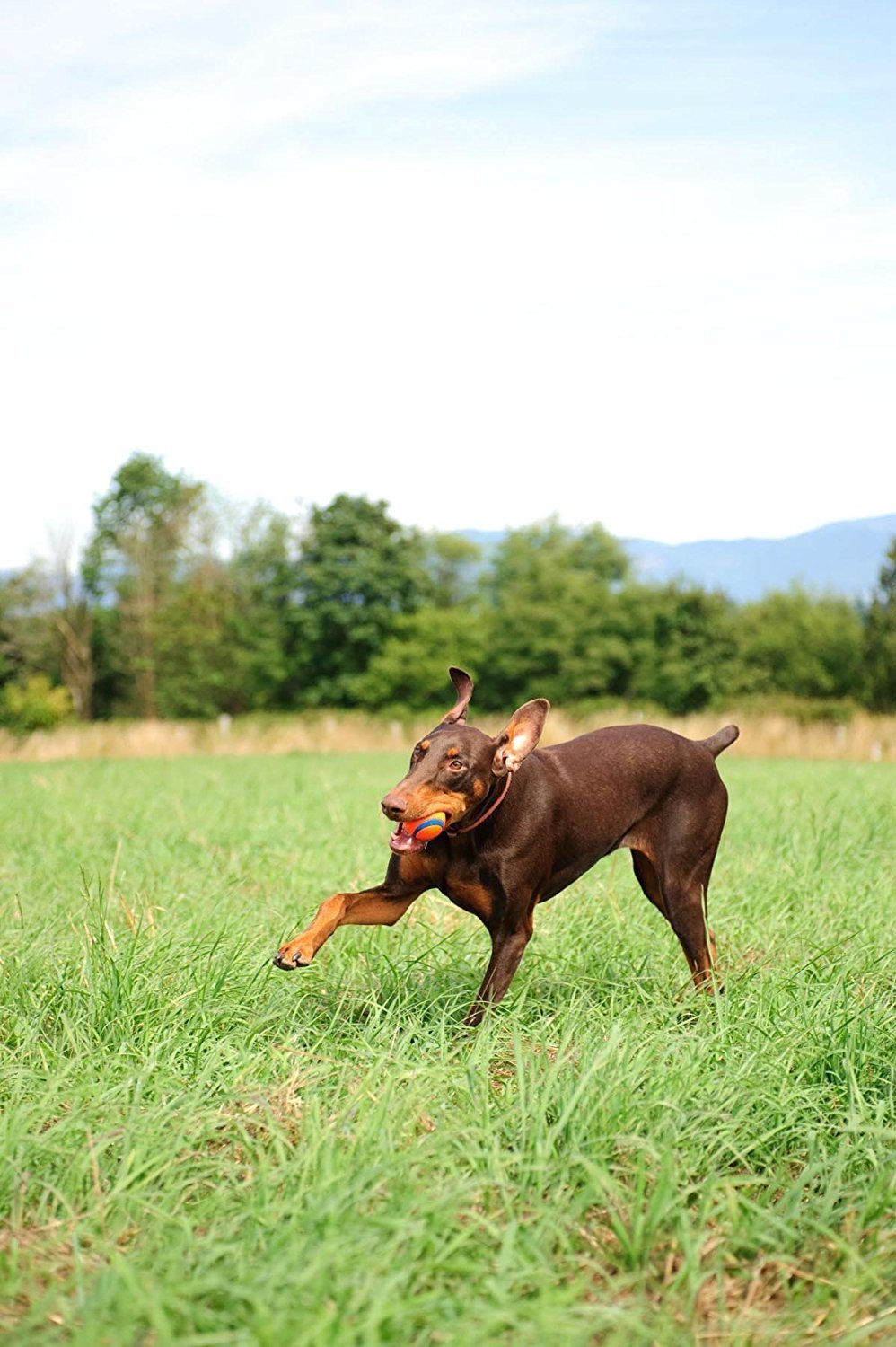 Canine Hardware Chuckit! Ultra Ball, Large, 3-Inch, 2-Pack, Petmate