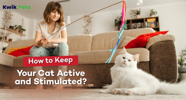 How to Keep Your Cat Active and Stimulated