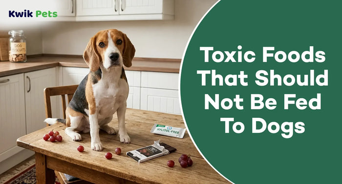 Toxic Foods That Should Not Be Fed To Dogs