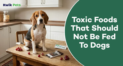 Toxic Foods That Should Not Be Fed To Dogs