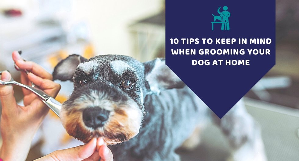 10 Tips To Keep In Mind When Grooming Your Dog At Home - Kwik Pets