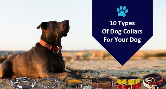 10 Different Types Of Dog Collars - Kwik Pets