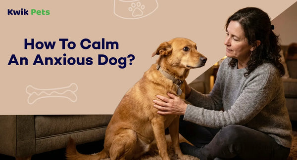 How To Calm An Anxious Dog?
