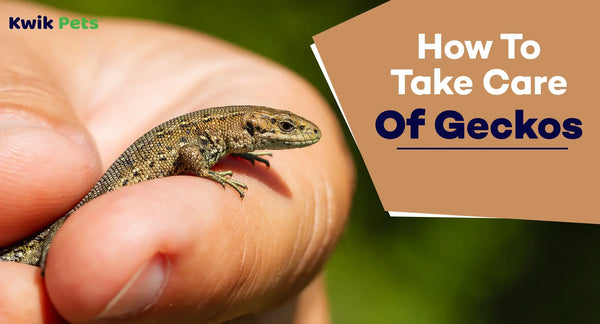 How To Take Care Of Geckos