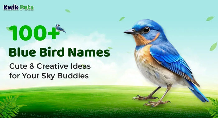 100+ Blue Bird Names: Cute & Creative Ideas for Your Sky Buddies