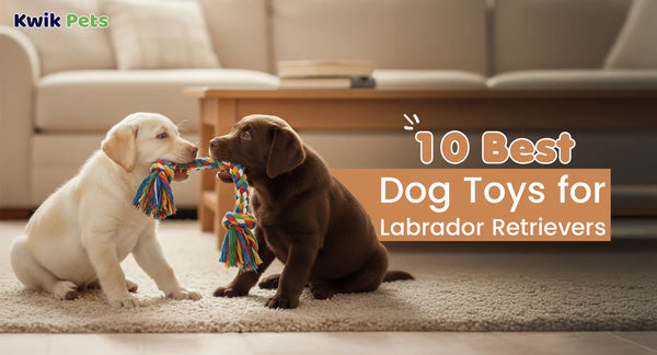 10 Best Dog Toys for Labrador Retrievers: Durable Picks That Last