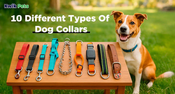 10 Different Types Of Dog Collars