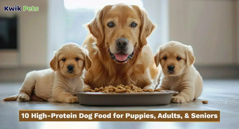 10 High-Protein Dog Food for Puppies, Adults, & Seniors