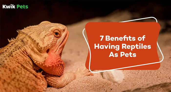 7 Benefits of Having Reptiles As Pets