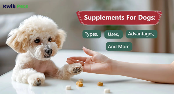 Supplements For Dogs: Types, Uses, Advantages, And More