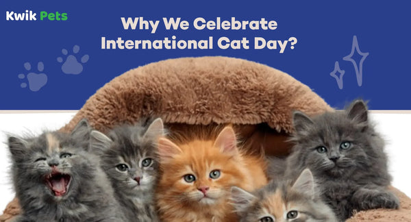 Why We Celebrate International Cat Day