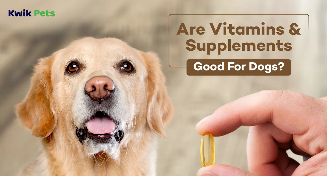 Are Vitamins & Supplements Good For Dogs?