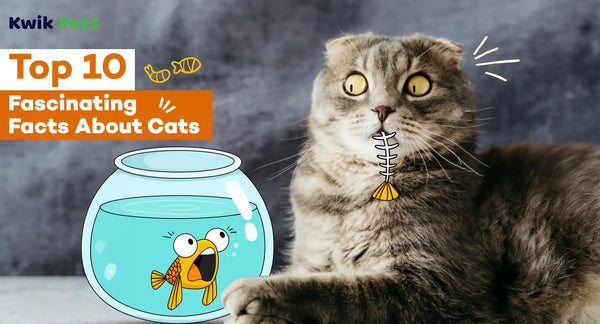 Top 10 Fascinating Facts About Cats